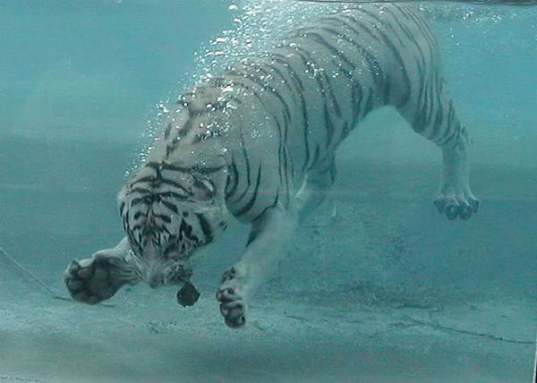 White Bengal Tiger Under Water