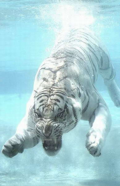 White Bengal Tiger Under Water