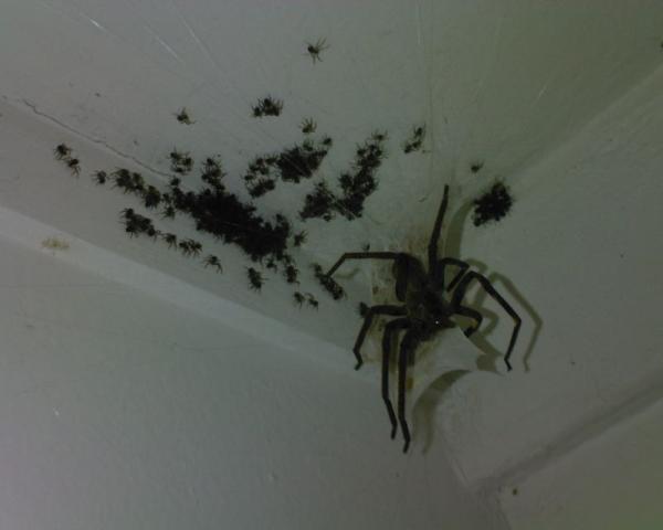 Can you imagine finding this in the corner of your bedroom