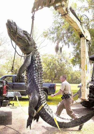 huge alligator captured and killed