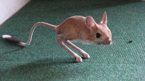 weird mouse