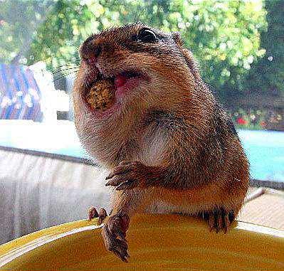 Squirrel Finds Peanut