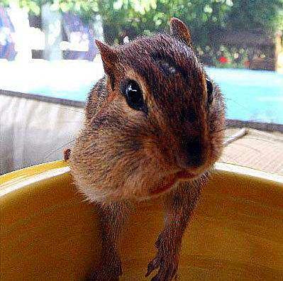 Squirrel Finds Peanut