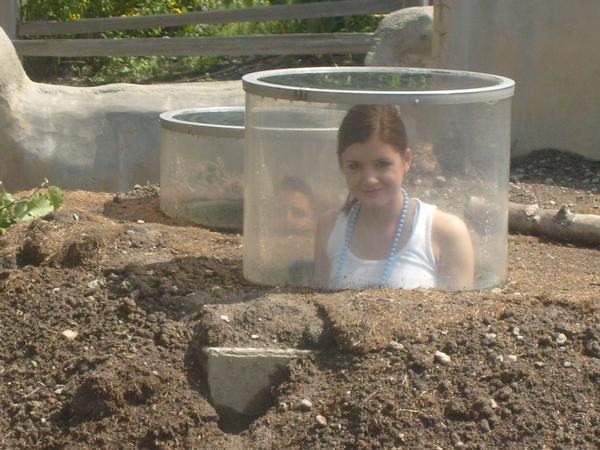 A girl is sticking up through the dirt in a plastic tube