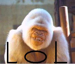 this is an actual gorilla and is called the albino gorilla