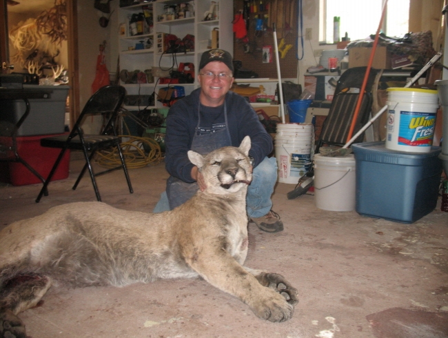 Mountain Lion in Nebraska