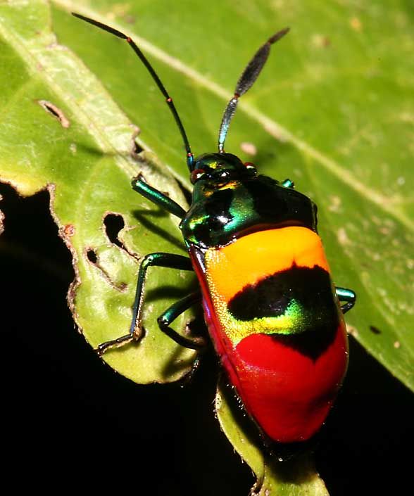 Bohol bug