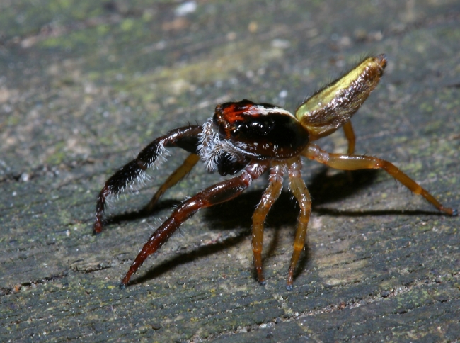 New Zealand jumping spider