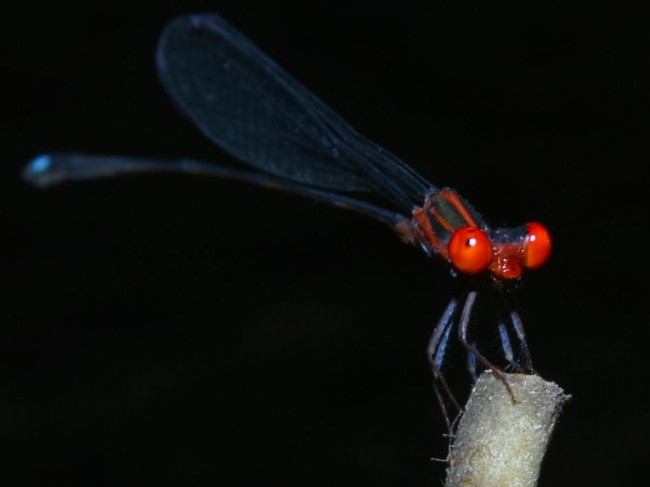 red damsel fly
