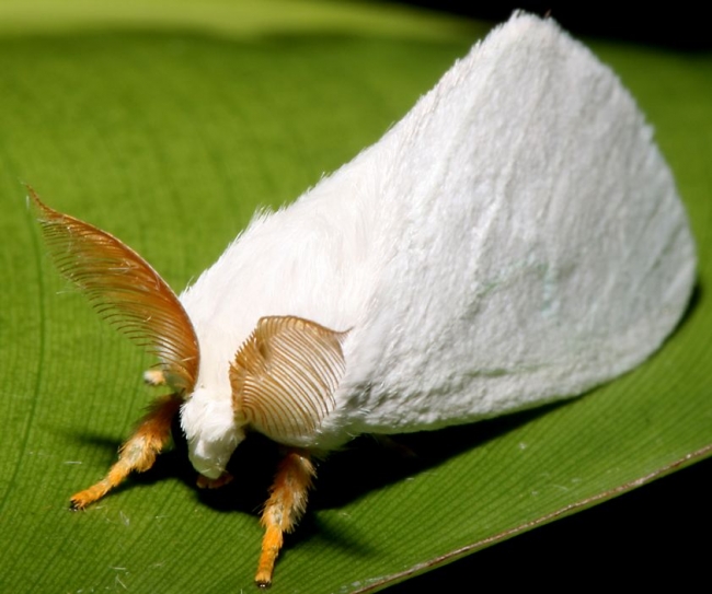 White Sulawesi moth