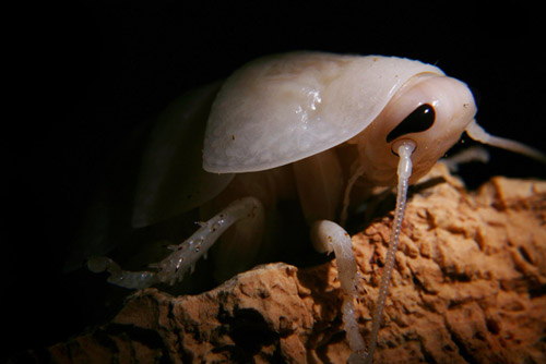 albino bug