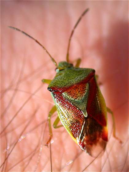 birch shield bug