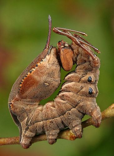 Crazy Creepy Bugs