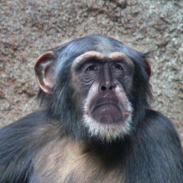 chimpanzees monkeys
