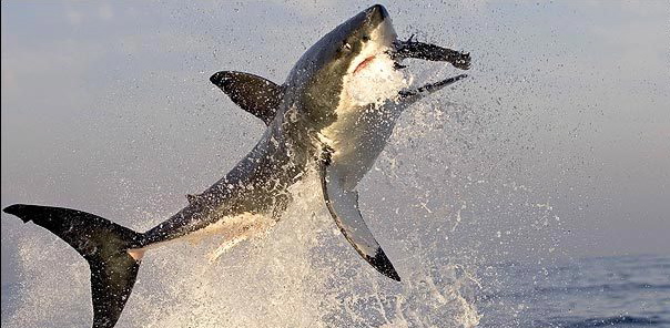 Great White Sharks in ACTION!