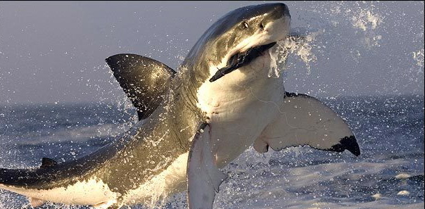 Great White Sharks in ACTION!