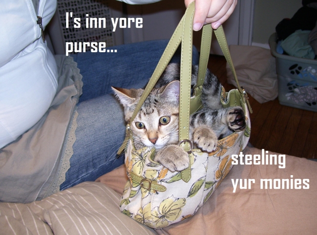 Moxy in my purse