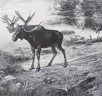 Crovalces a Pleistocen moose of North America