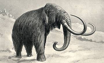 Wooly Mammoth