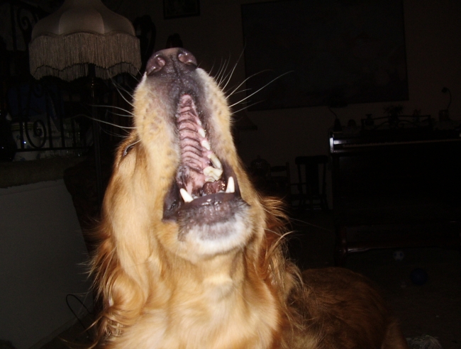 have u ever seen  dogs mouth WIDE open