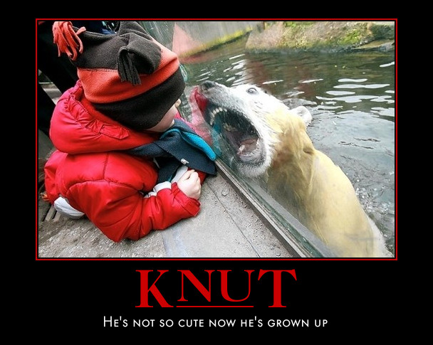 Knut grows up