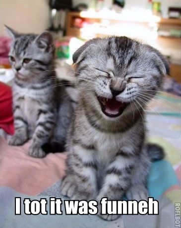 Cats laughing