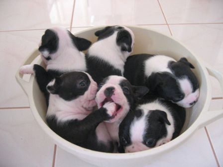 Is puppies in your cup...whoa wait.