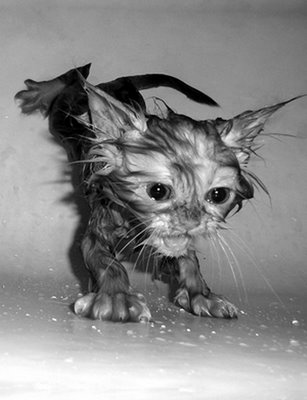 Cats and Bathtime!