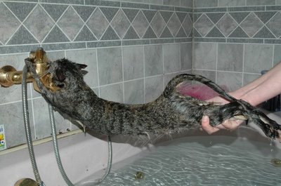 Cats and Bathtime!