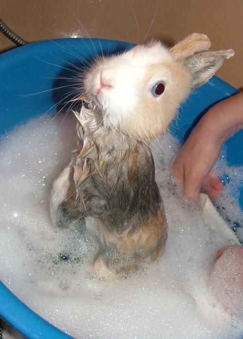 This is the cutest bunny ever!