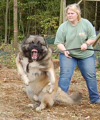 YIKES! Thats one angry Dog!