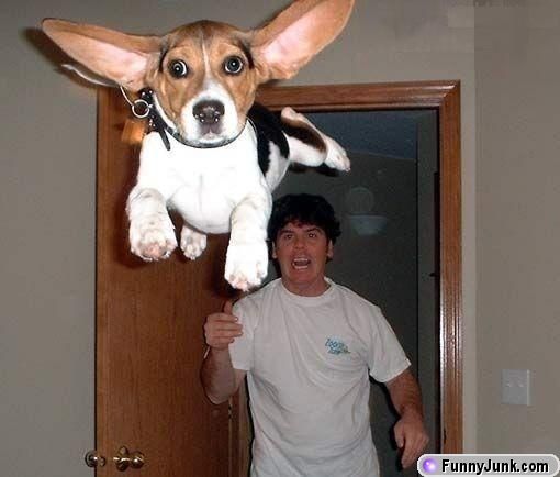 funny flying dog