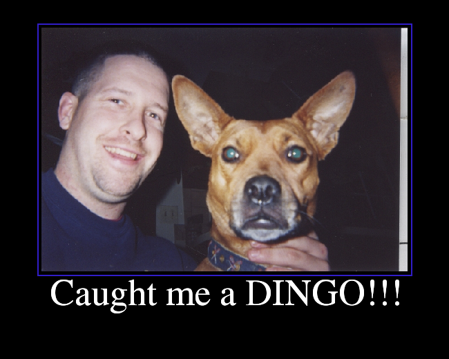 Caught me a DINGO!!!