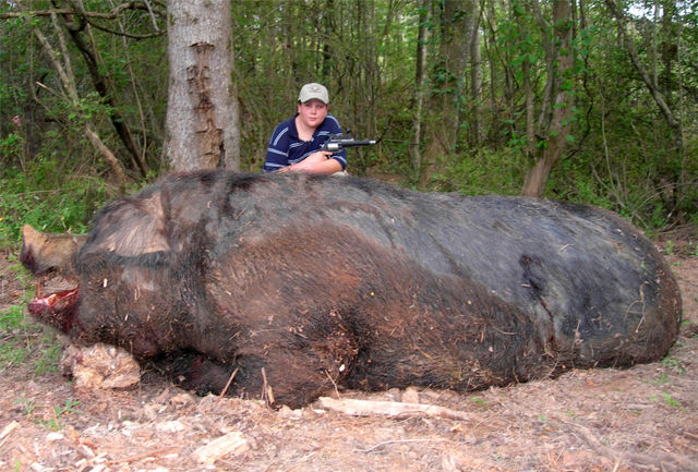 It took Jamison Stone, 11, of Alabama eight shots from his .50-caliber pistol to kill this wild hog  weighing a staggering 1,051 pounds and measuring 9 feet 4 from the tip of its snout to the base of its tail. Courtesy photo