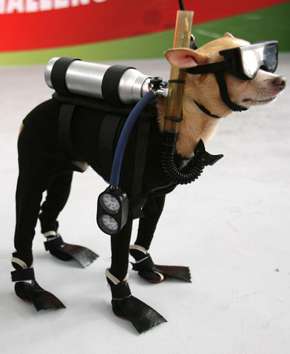 This five-year-old chihuahua dressed as a scuba diver has won the best dressed dog award at a Philippines canine fashion show