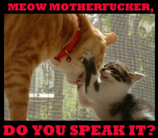 LOL Cats #3