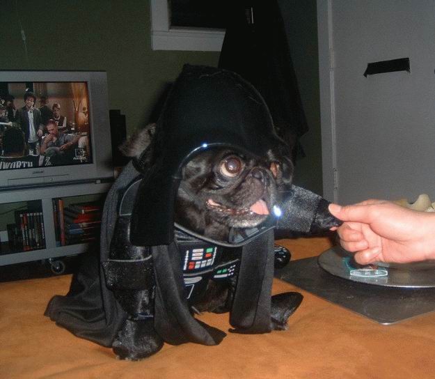 Pug dog dressed like Darth Vader