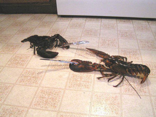 Knife Fight With Lobsters