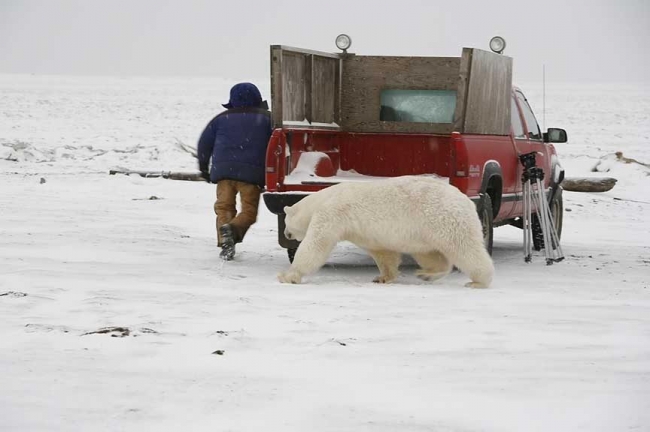 Polar Bear Chases Man