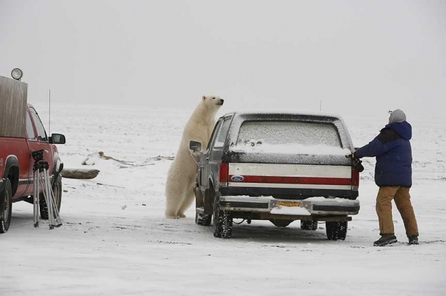 Polar Bear Chases Man