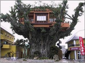 This is a nice treehouse