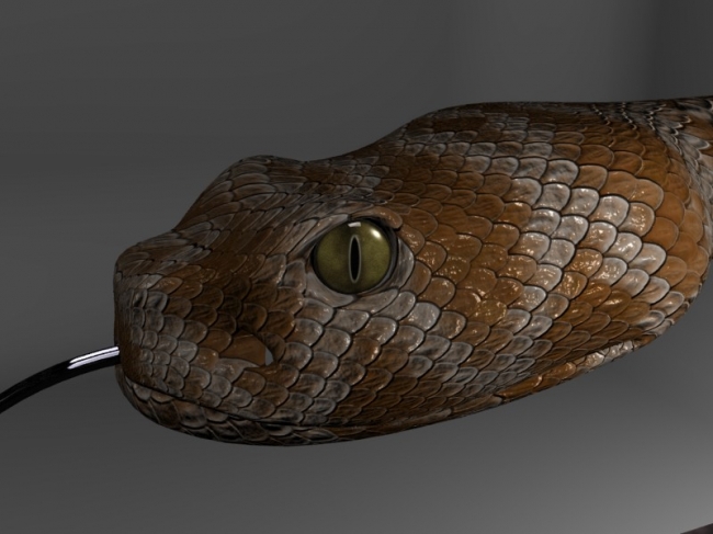 Beginning of a rattlesnake. Made in blender3d, rendered in yafray.