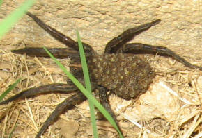 My dad caught this wolf spider in Georgia with hundreds of little baby spiders on its back that kept jumping off.