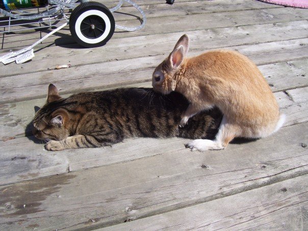 two birds, one stone... my cat in heat and horny bunny