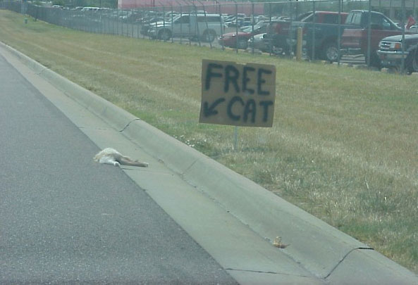 free cat to good home - Free Cati