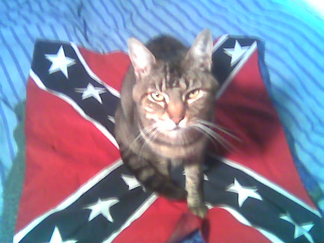 confederate flag cat