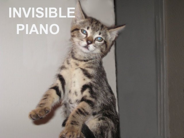 Caturday, Invisible Piano