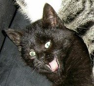 whats so funny kittie?