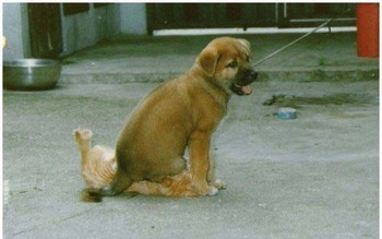 unfortunatly the cat and dog dont know how to do it yet