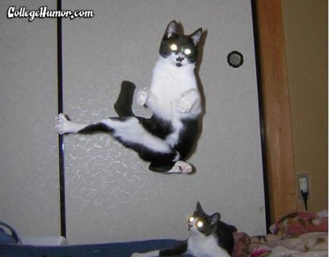 this is how the cat kicked  that dog in the first place its all training !!